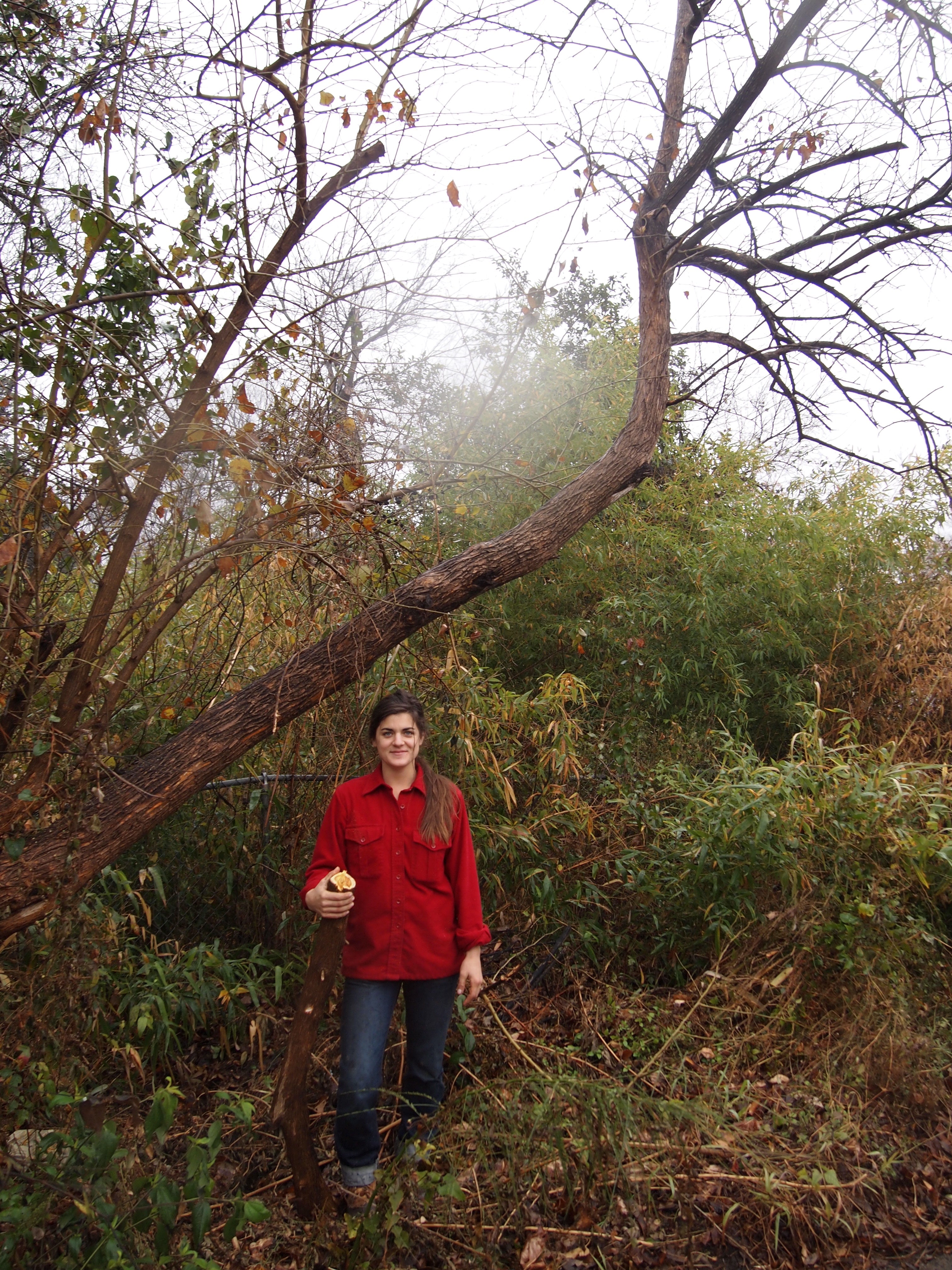 Natural Dyes - Harvesting Osage Orange – Folk Fibers